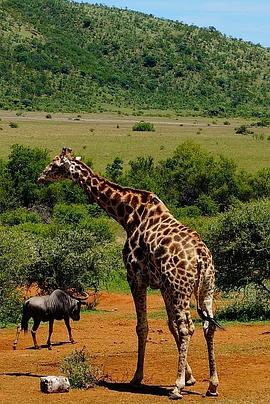 了不起的非洲公园 第一季